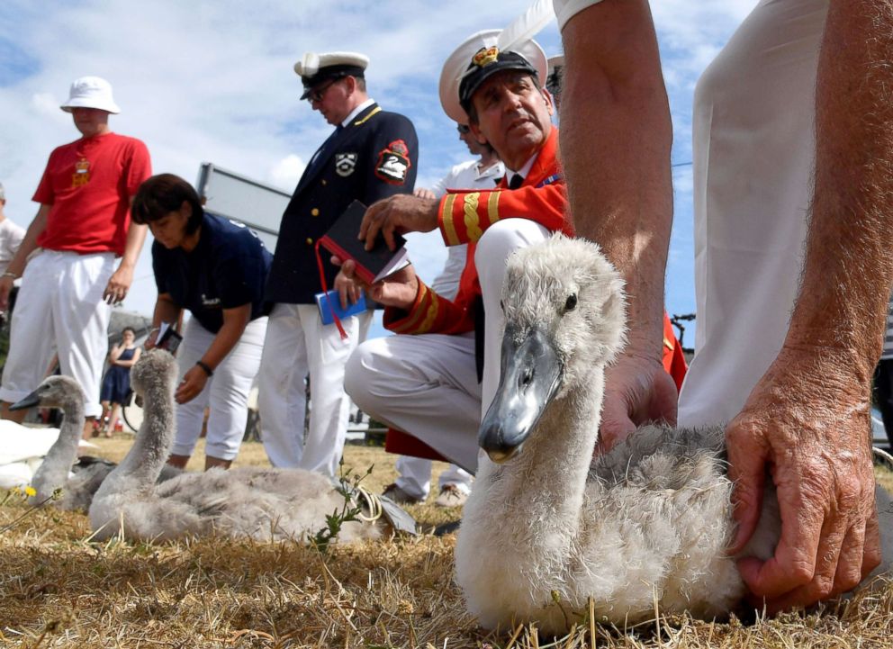 PHOTO: Officials record and examine cygnets and swans during the annual census of the Queen's swans, known as "Swan Upping," along the River Thames near Chertsey, Britain, July 16, 2018.