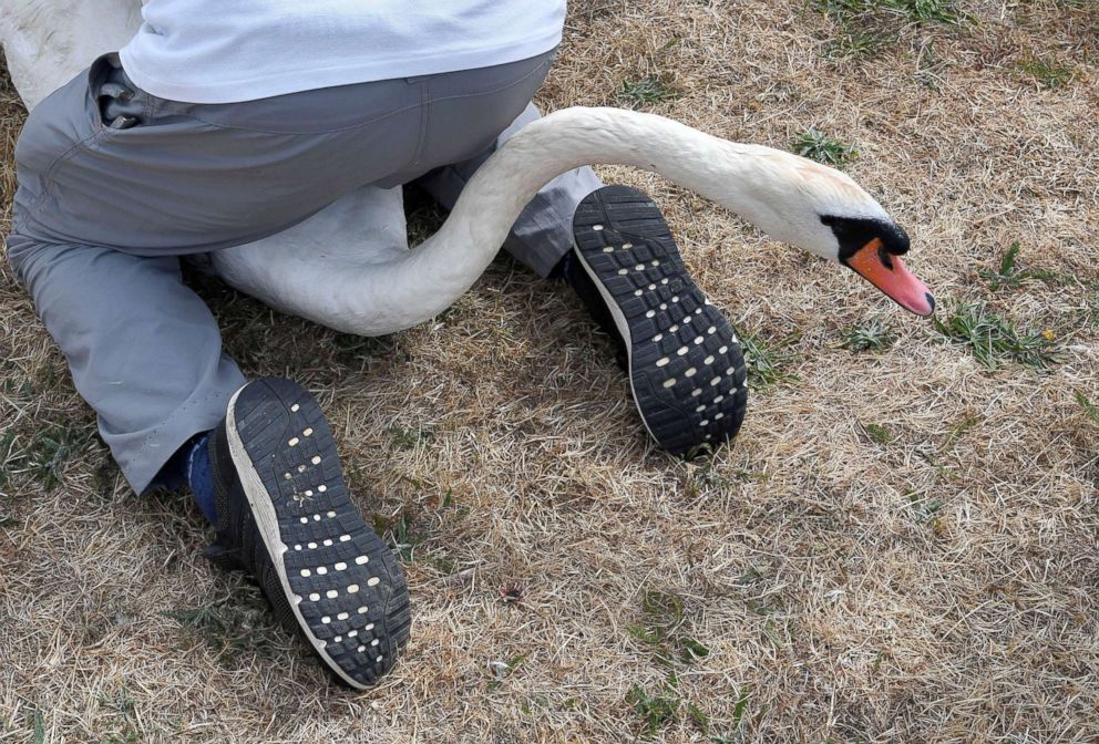 PHOTO: Officials record and examine cygnets and swans during the annual census of the Queen's swans, known as "Swan Upping," along the River Thames near Chertsey, Britain, July 16, 2018.