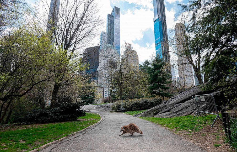 PHOTO: A raccoon walks in almost deserted Central Park, April 16, 2020 in New York City. 