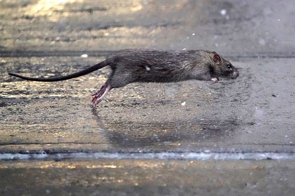 PHOTO: In this Dec. 2, 2019, file photo, a rat runs across a sidewalk in New York.