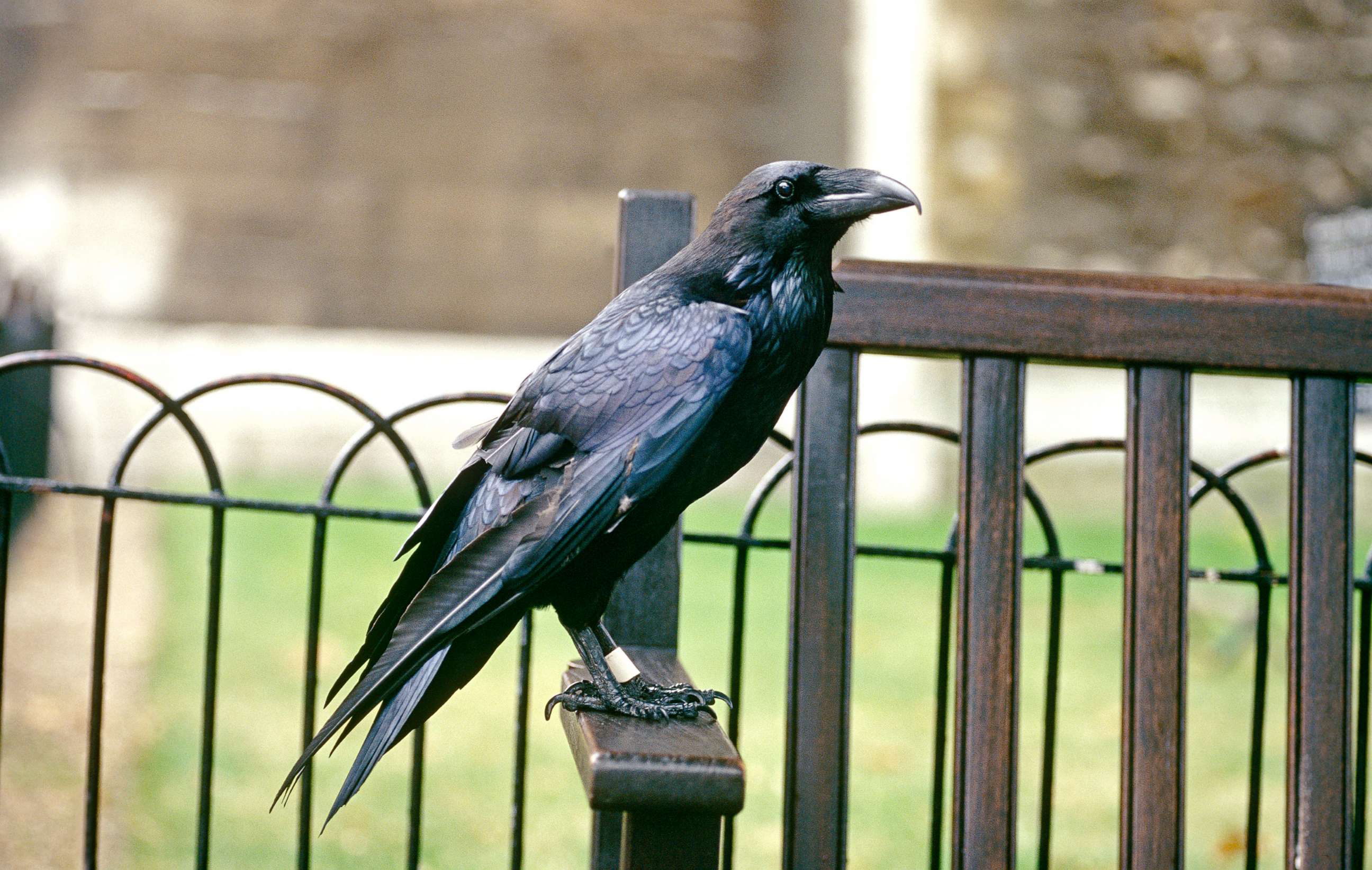 PHOTO: A raven is pictured at the Tower of London in London.