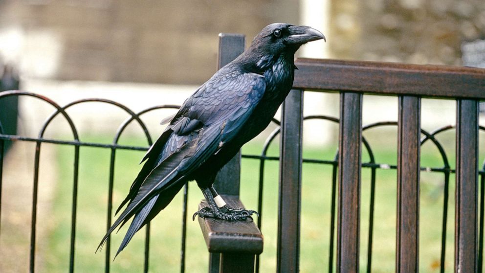 PHOTO: A raven is pictured at the Tower of London in London.