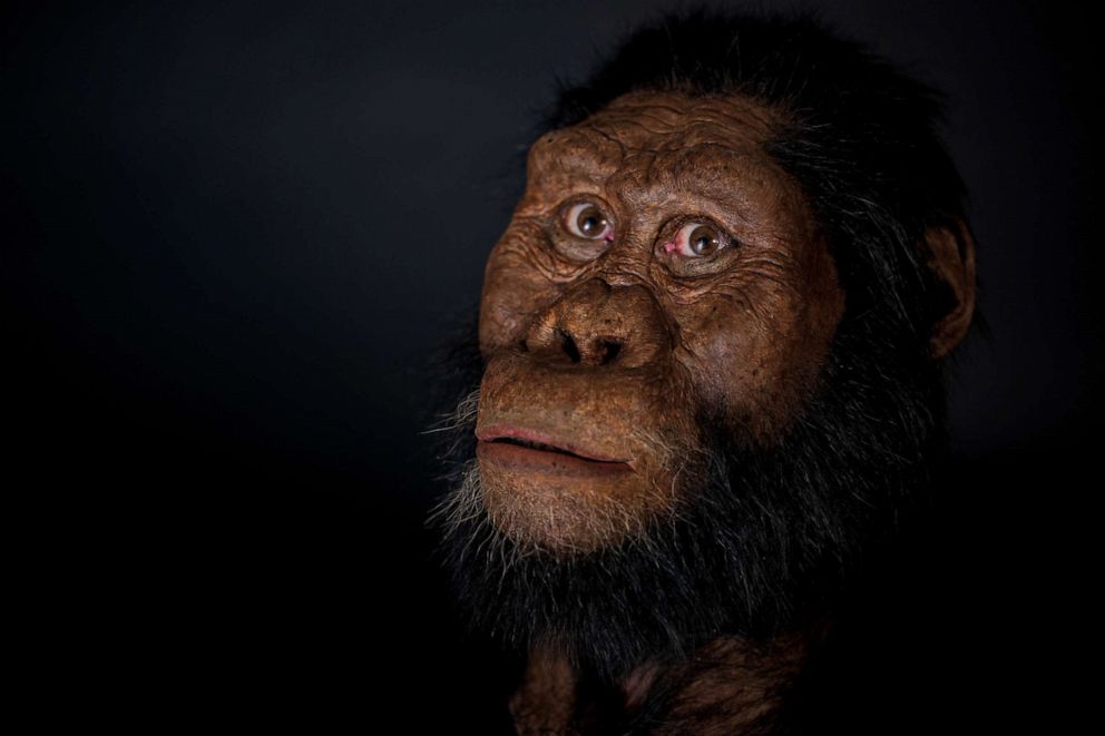 PHOTO: A reconstruction of a 3.8-million-year-old early human ancestor found in the Afar region of Ethiopia. 