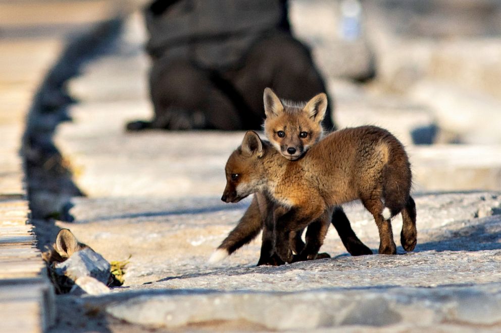 PHOTO: Fox cubs venture out from their den under a popular boardwalk alongside Lake Ontario, in Toronto, Canada April 22, 2020.