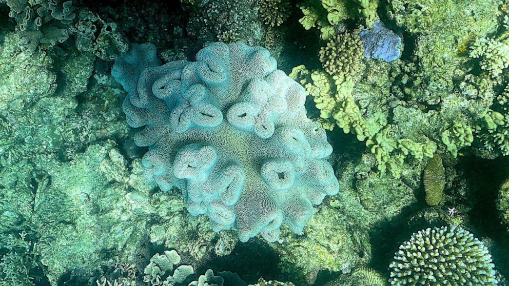PHOTO: The current condition of coral on the Great Barrier Reef, off the coast of the Australian state of Queensland, March 7, 2022.The Great Barrier Reef has again been hit with "widespread" bleaching, authorities said on March 18, 2022.