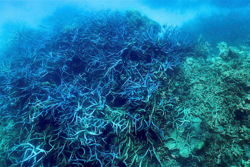 PHOTO: The current condition of the coral on the Great Barrier Reef, off the coast of the Australian state of Queensland, March 7, 2022. 
