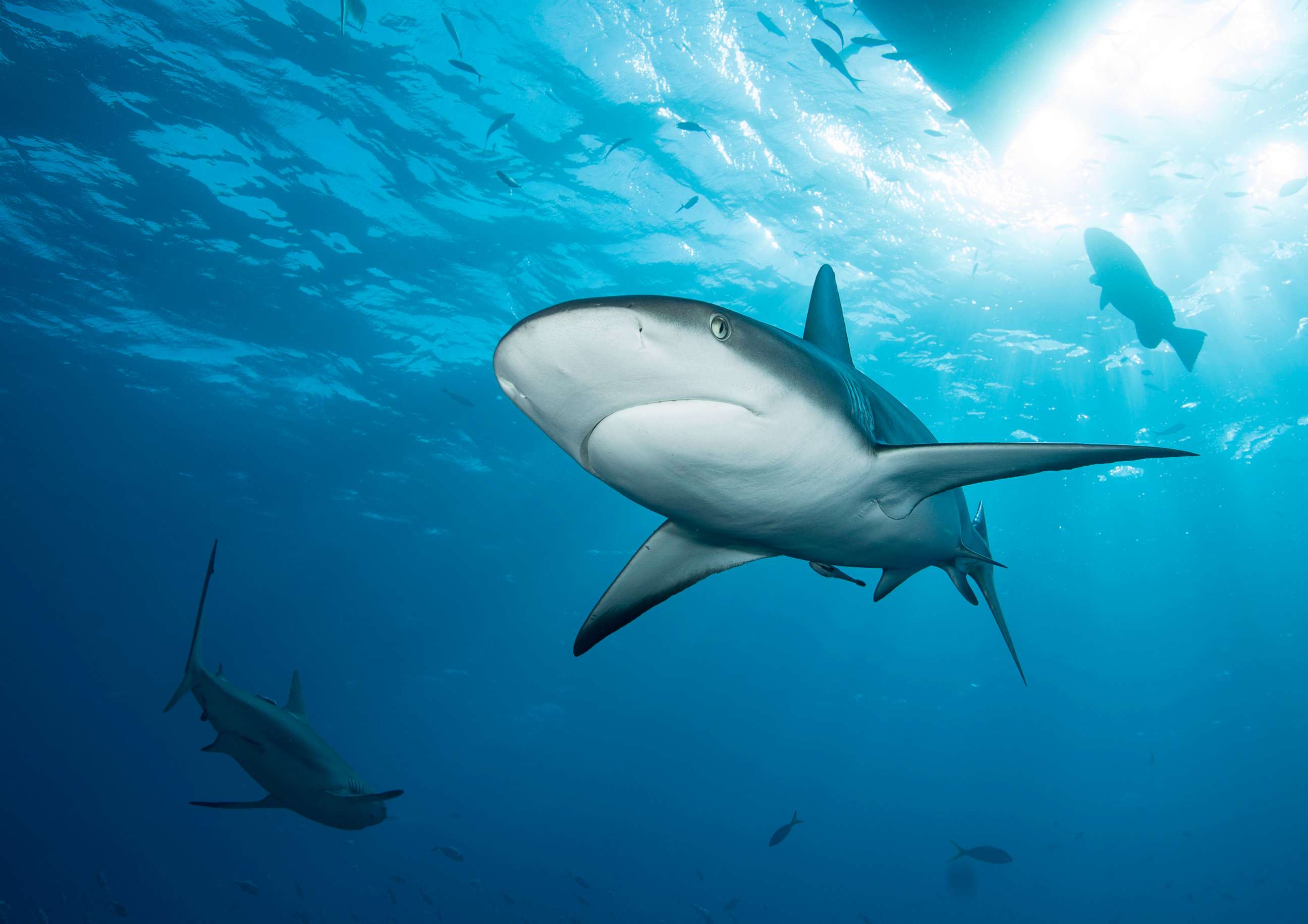 great white shark eating fish