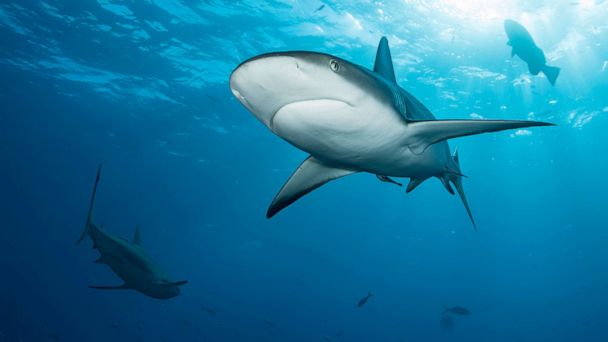 Shark attacks are more common in the Atlantic Ocean