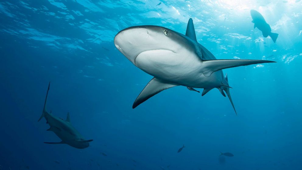 PHOTO:Stock photo of a Caribbean reef shark.