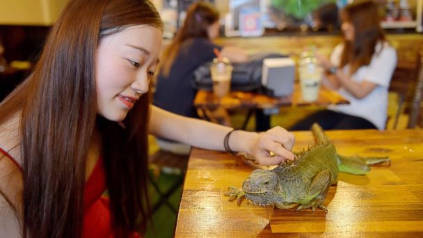 Girl having sex with a iguana criticism write Have girl having sex with a iguana not deceived