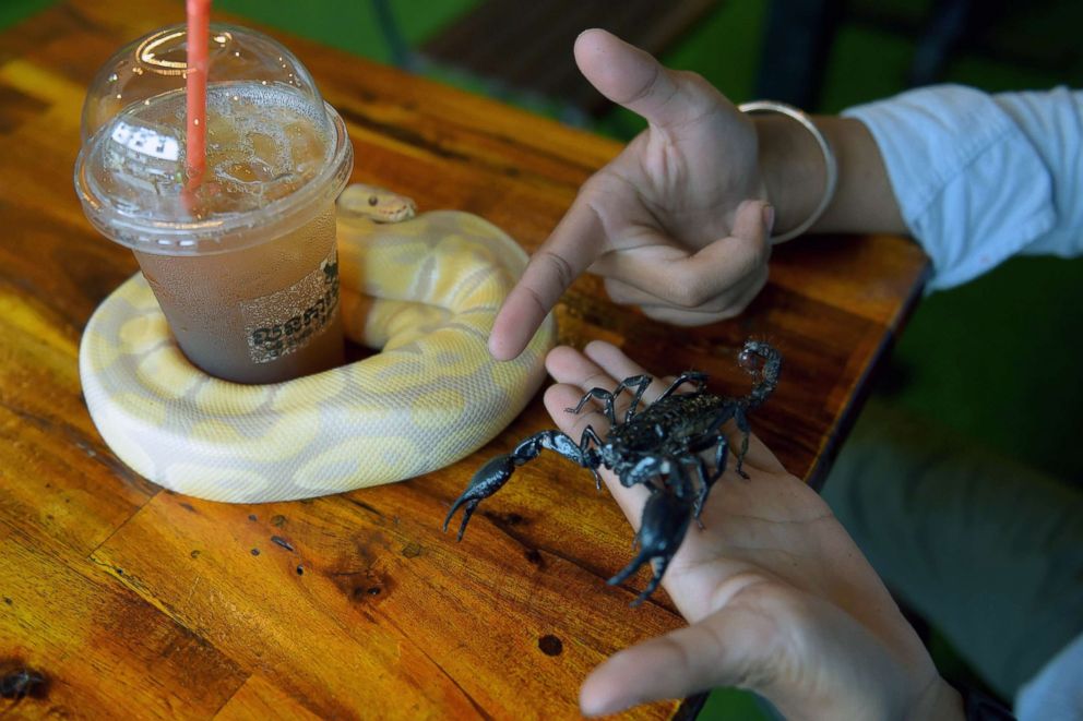 PHOTO: A customer holds corpion and a ball python at the Reptile Cafe in Phnom Penh, Cambodia, Aug. 18, 2018.