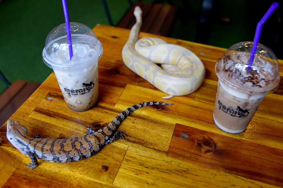 PHOTO: A reptile and drinks at the Reptile Cafe in Phnom Penh, Cambodia, Aug. 18, 2018.