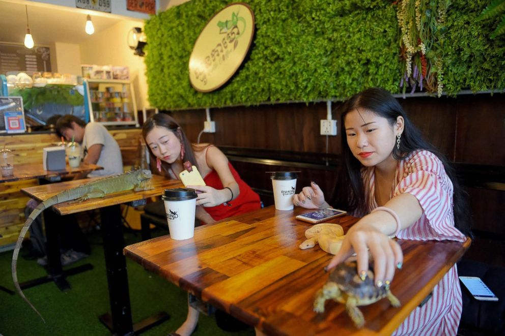 PHOTO: A customer hold a tortoise and a green iguana at the Reptile Cafe in Phnom Penh, Cambodia, Aug. 18, 2018.
