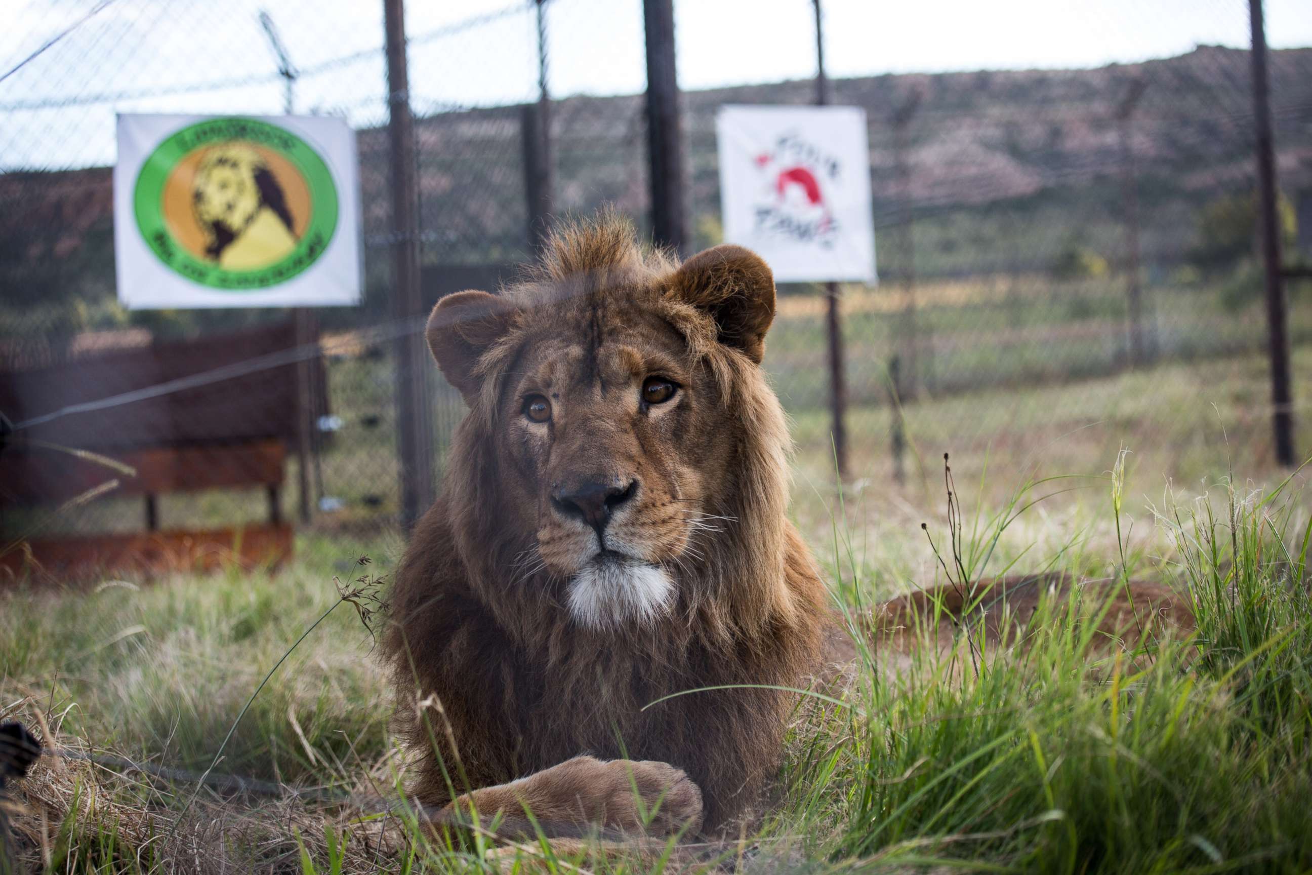 PHOTO: Saeed a lion is released into his new adaptive enclosure at Lionsrock in Bethlehem, South Africa, Feb. 26, 2018.