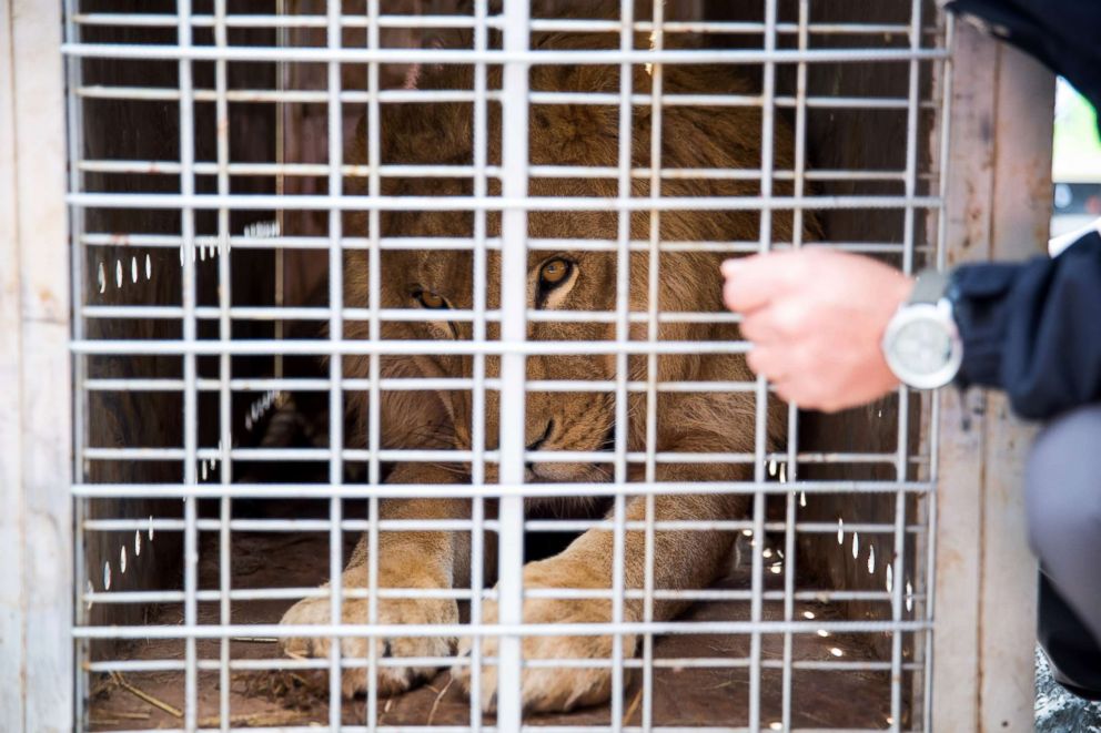 PHOTO: The lions were extracted from warzones in special cages loaded onto convoys. 