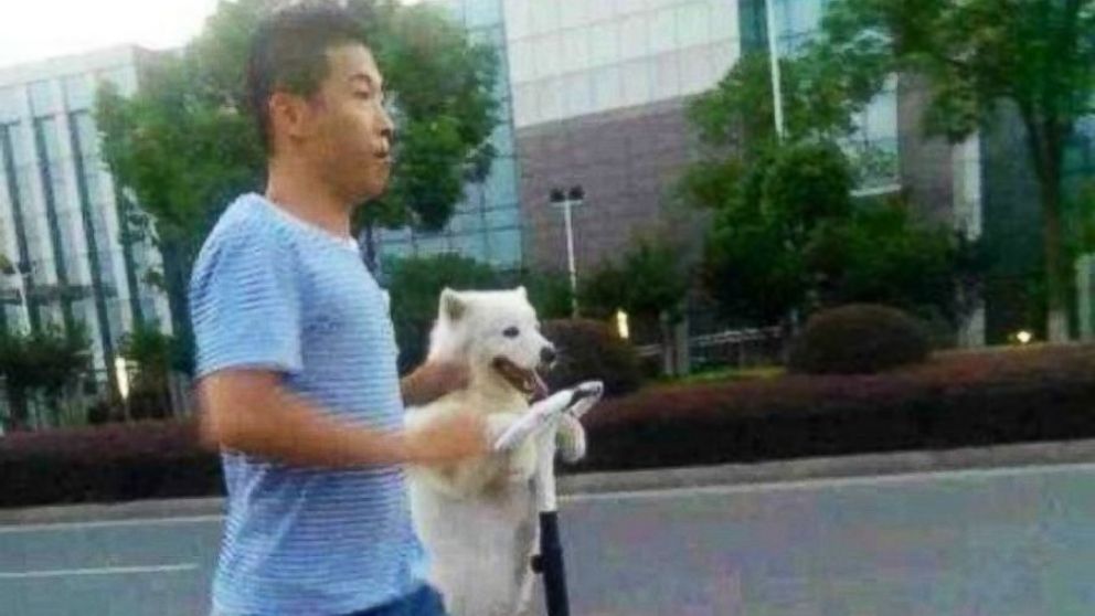 The white fluffy dog was seen standing on its hind legs on a Segway and resting its paws on the wheel.