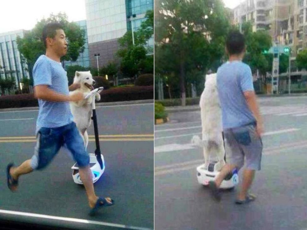 PHOTO: The white fluffy dog was seen standing on its hind legs on a Segway and resting its paws on the wheel.