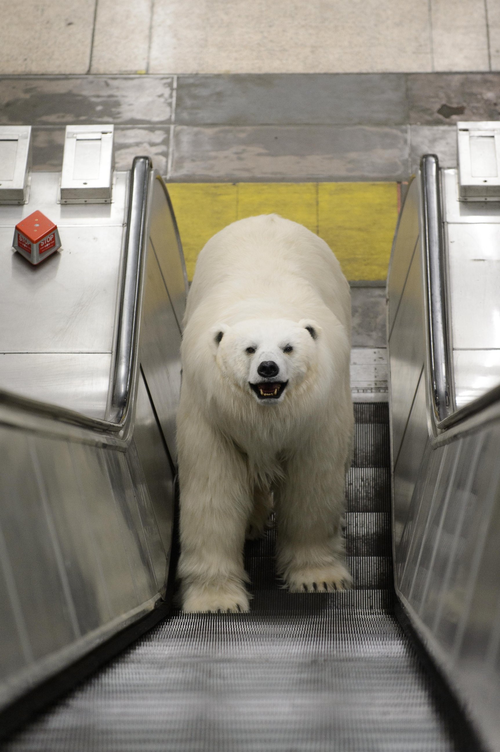 PHOTO: An 8 ft long, fully animated ?adult male polar bear? was unleashed on the freezing streets of London to mark the launch of Sky Atlantic?s hotly anticipated arctic crime drama ?Fortitude, Jan. 27, 2015?.