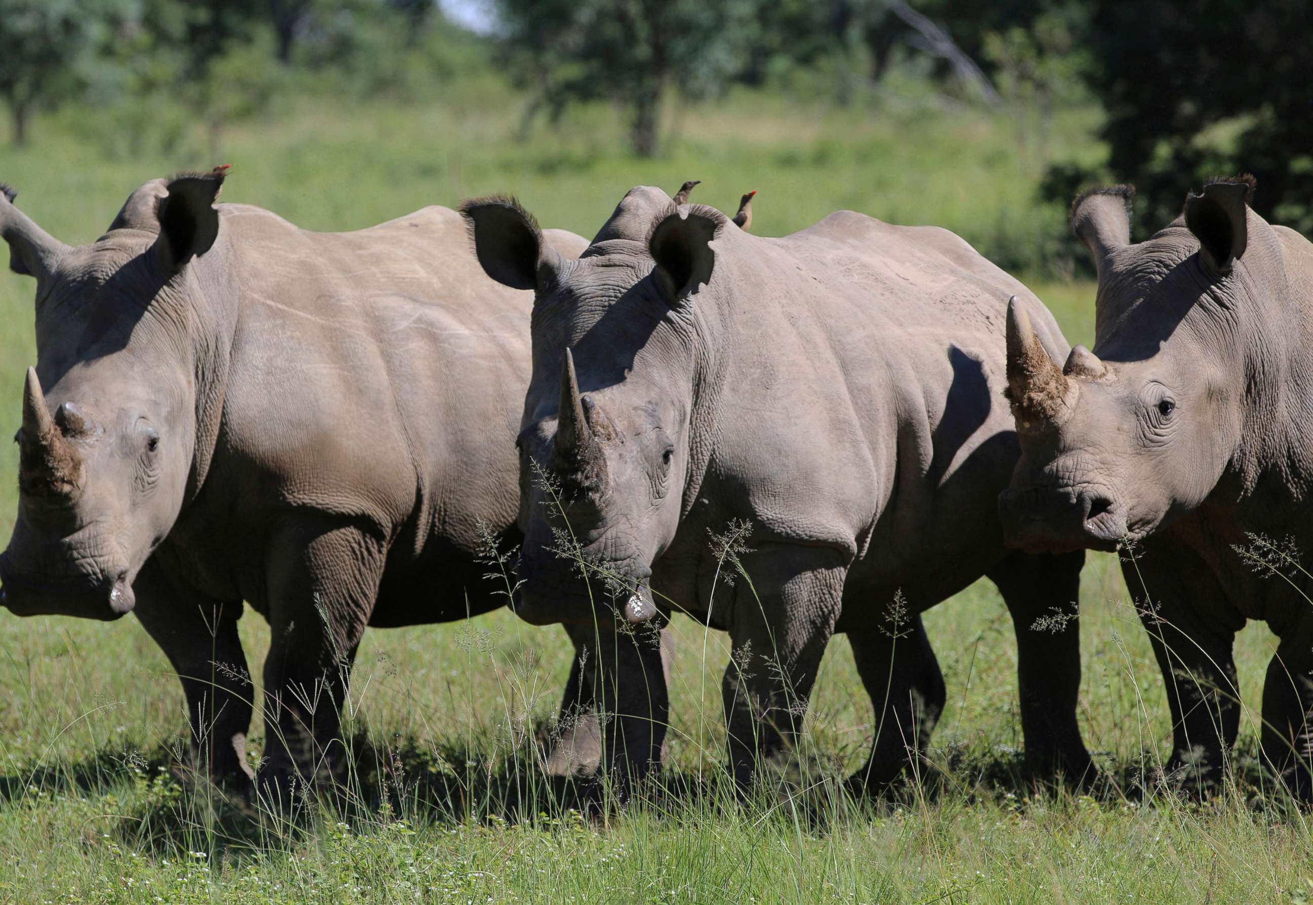 PHOTO: Three rhinos line up at the Welgevonden Game Reserve in the Limpopo province, South Africa, March 8, 2017.
