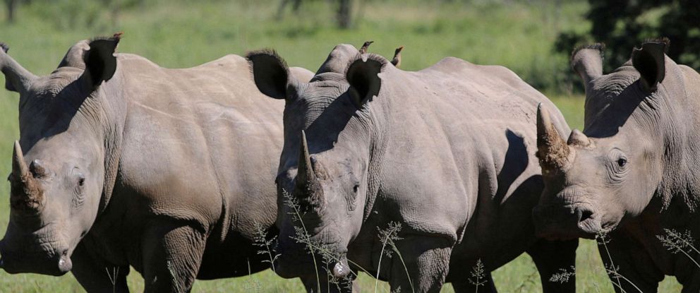 Rhino poaching in South Africa declines dramatically due to COVID-19  lockdown, officials say - ABC News