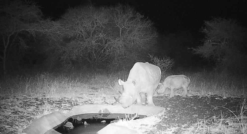 rhino-calf-01-ht-jt-