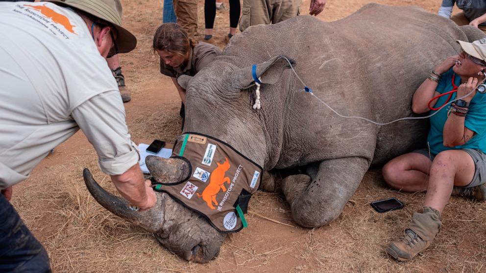 Radioactive material inserted into Rhino horns in anti-poaching project