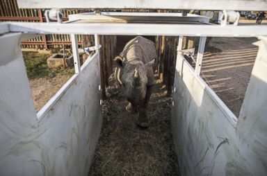 PHOTO: One of the six black rhinos to be transported and reintroduced to Chads Zakouma National Park roams inside an enclosure at South Africas Addo Elephant National Park, May 2, 2018.