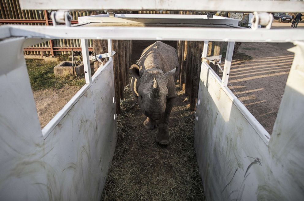 PHOTO: One of the six black rhinos to be transported and reintroduced to Chad's Zakouma National Park roams inside an enclosure at South Africa's Addo Elephant National Park, May 2, 2018.