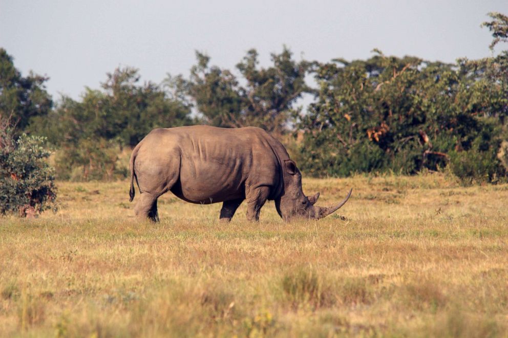 PHOTO:A rhino in South Africa's private nature reserve Welgevonden in the Limpopo Province, South Africa, April 1, 2019.