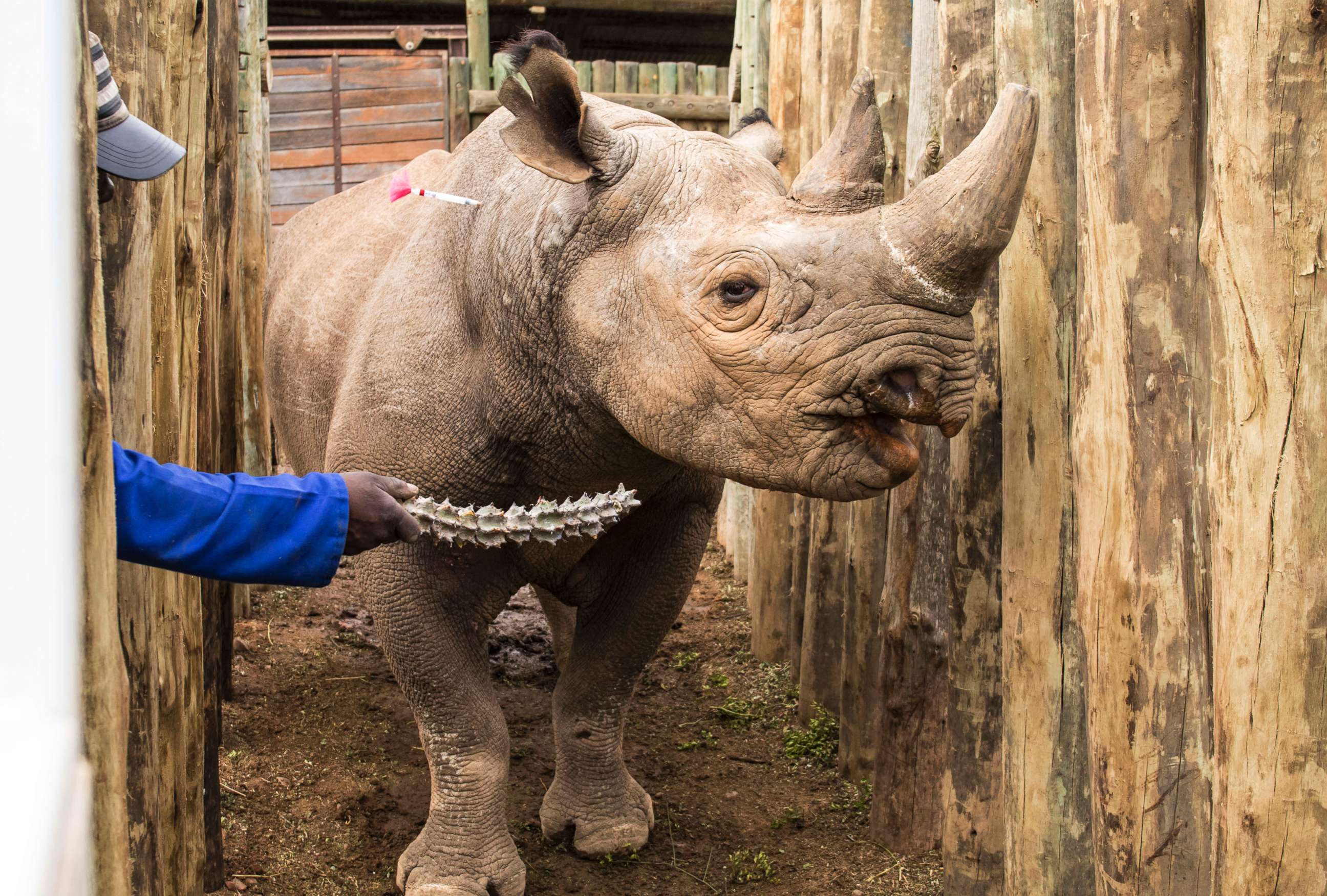 PHOTO: A rhino is coaxed into a crate at South Africa's Addo Elephant National Park, May 3, 2018, before being transported to Chad's Zakouma National Park.