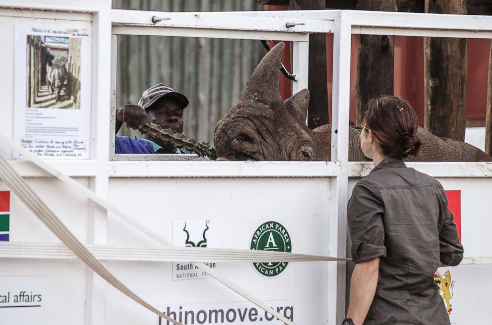 PHOTO: Two handlers stand next to a rhinoceros that will be transported to Chad's Zakouma National Park, May 3, 2018.
