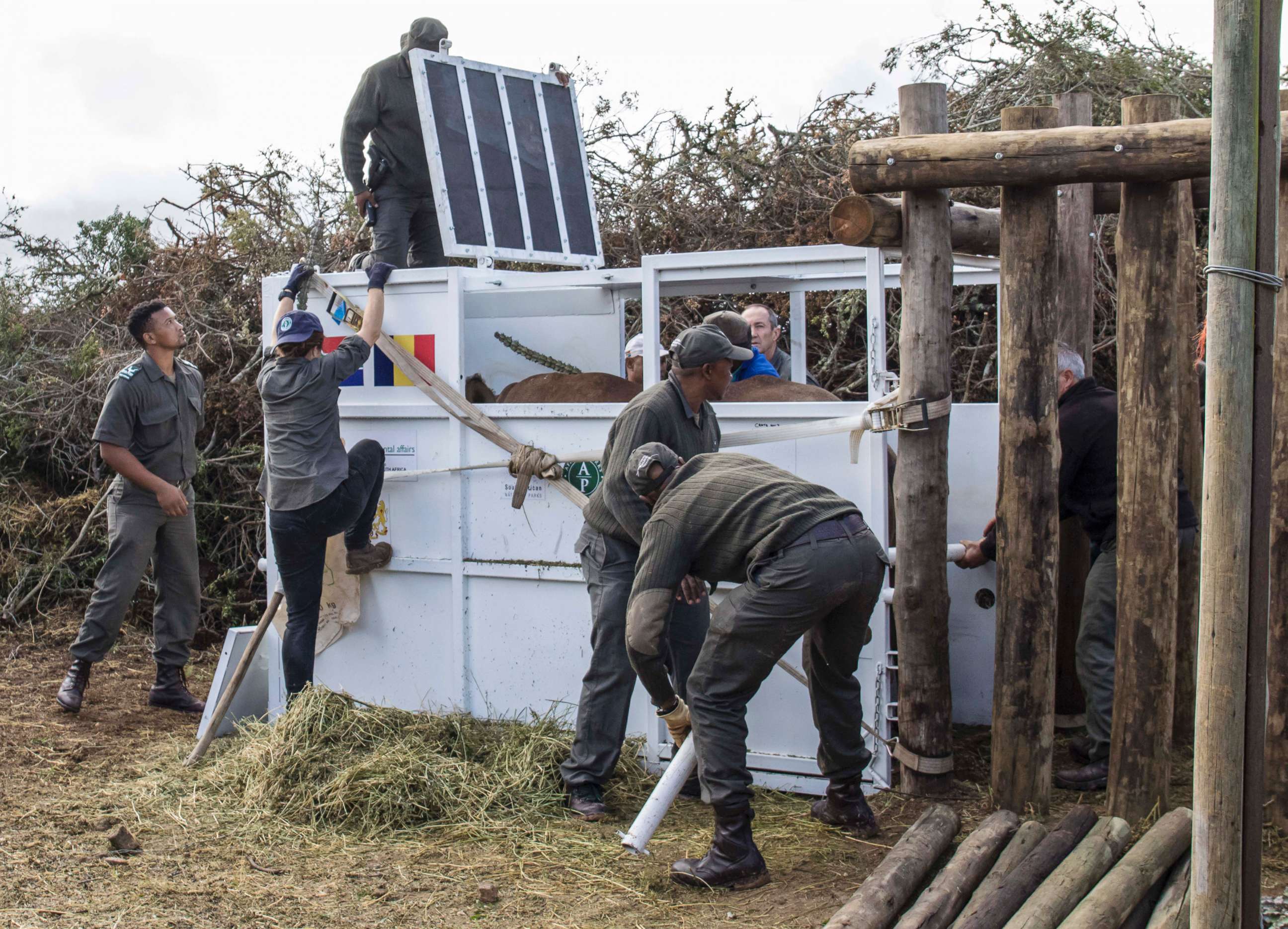 PHOTO: A rhino is secured in a crate in South Africa's Addo Elephant National Park, May 3, 2018,  before being transported to Chad's Zakouma National Park.