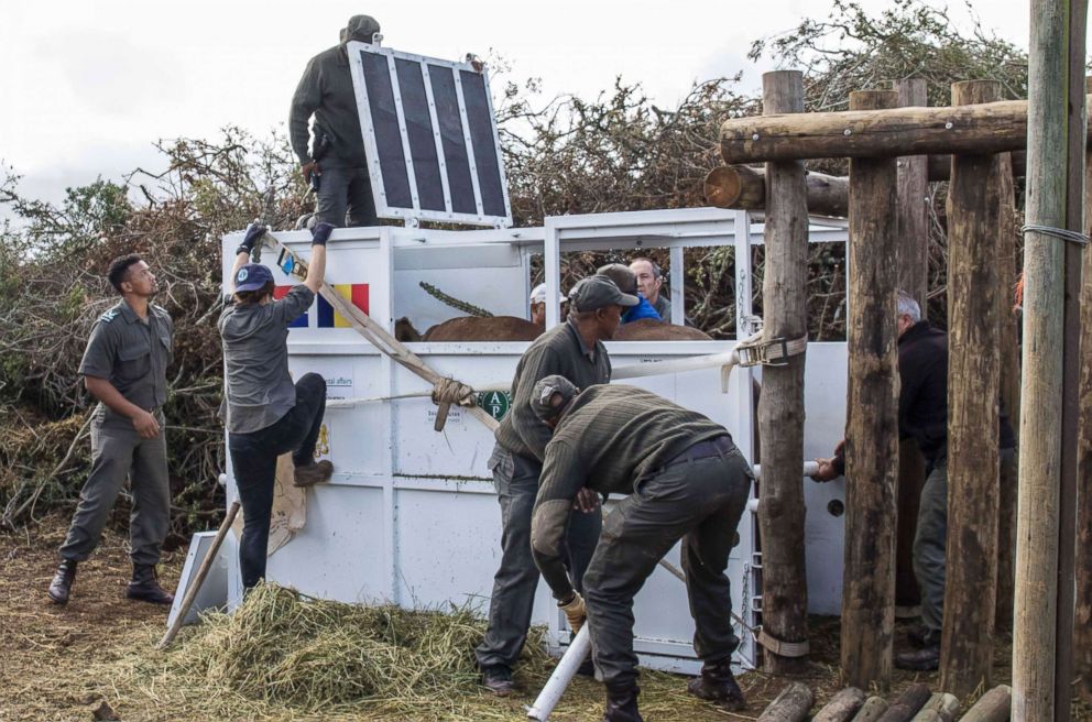 PHOTO: A rhino is secured in a crate in South Africa's Addo Elephant National Park, May 3, 2018, before being transported to Chad's Zakouma National Park.