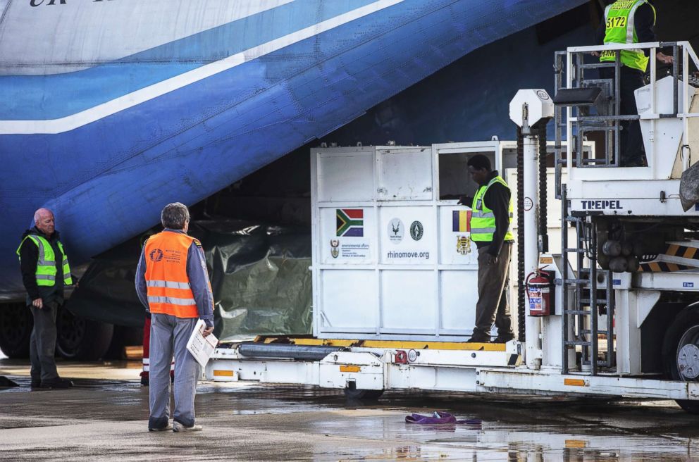 PHOTO: Six rhinos are loaded into crates at South Africa's Addo Elephant National Park, before being airlifted to Chad's Zakouma National Park, May 3, 2018.