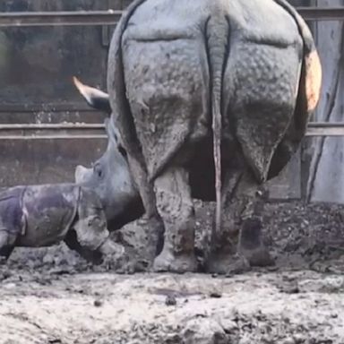 A rhinoceros at a zoo in India gave birth to a female calf who tested her new legs, staying close to her mother in their enclosure.