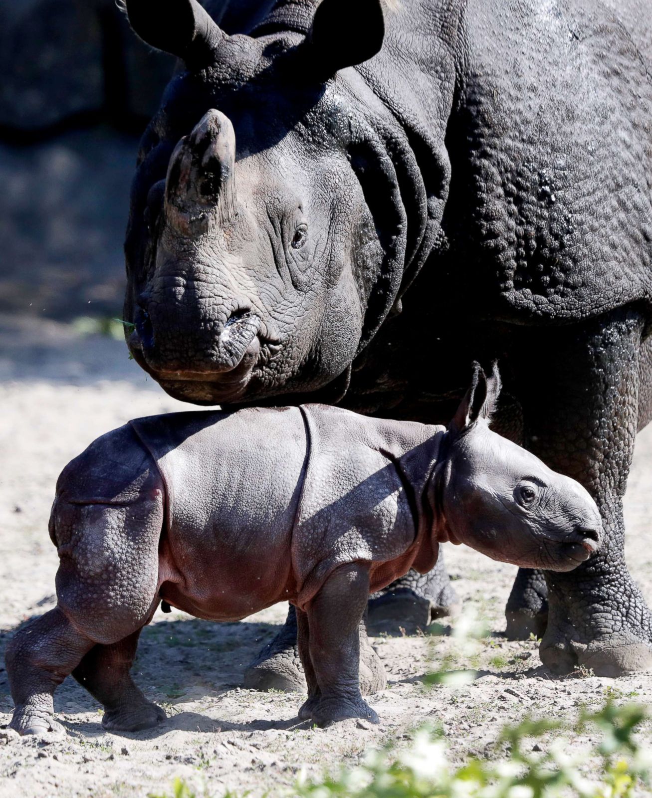 Rhinoceros play at the zoo