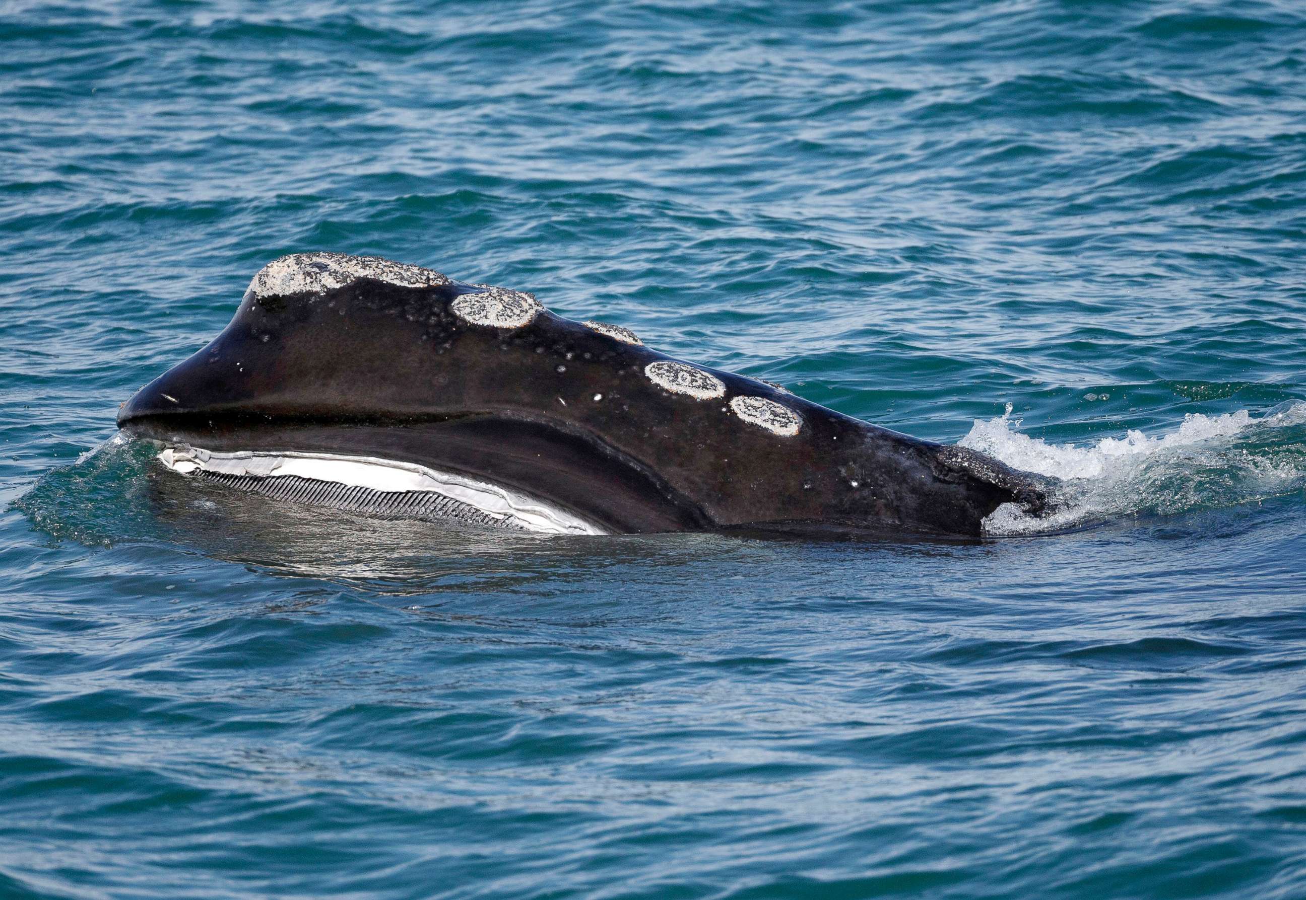 PHOTO: In this March 28, 2018, file photo, the baleen is visible as a North Atlantic right whale feeds on the surface of Cape Cod bay off the coast of Plymouth, Mass