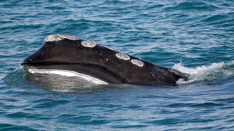 PHOTO: In this March 28, 2018, file photo, the baleen is visible as a North Atlantic right whale feeds on the surface of Cape Cod bay off the coast of Plymouth, Mass