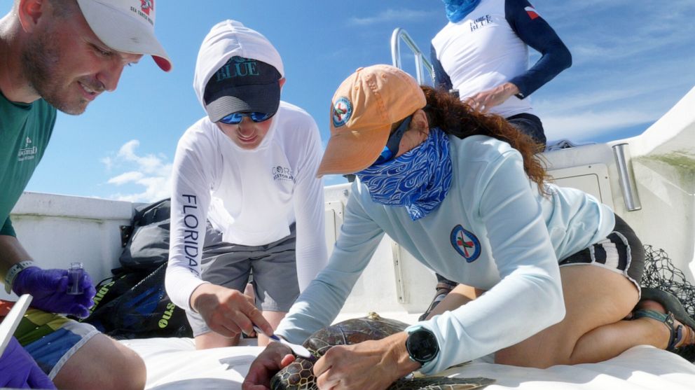 PHOTO: Force Blue team member Oz Sparks, center, assists Loggerhead Marinelife Center's Director of Research Justin Perrault, left, and lead scientist from The Turtle Hospital Bette Zirkelbach with collecting a diatom sample from a green sea turtle.