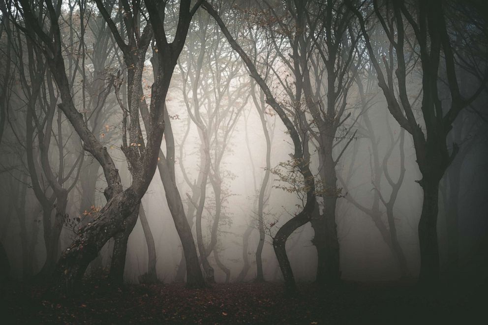PHOTO: The Hoia Baciu forest in Romania, known as one of the most haunted forest in the world.