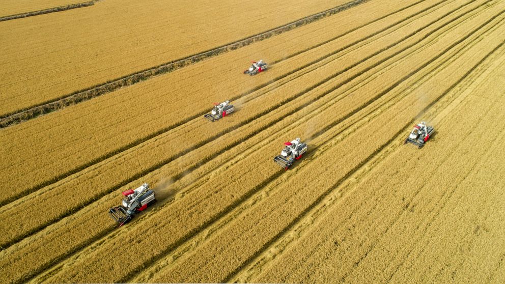 PHOTO: Farmers harvest before a crop rotation, Nov. 29, 2019, in Suqian, China.20 November, 2019 in Suqian,Jiangsu,China.(Photo by TPG/Getty Images)