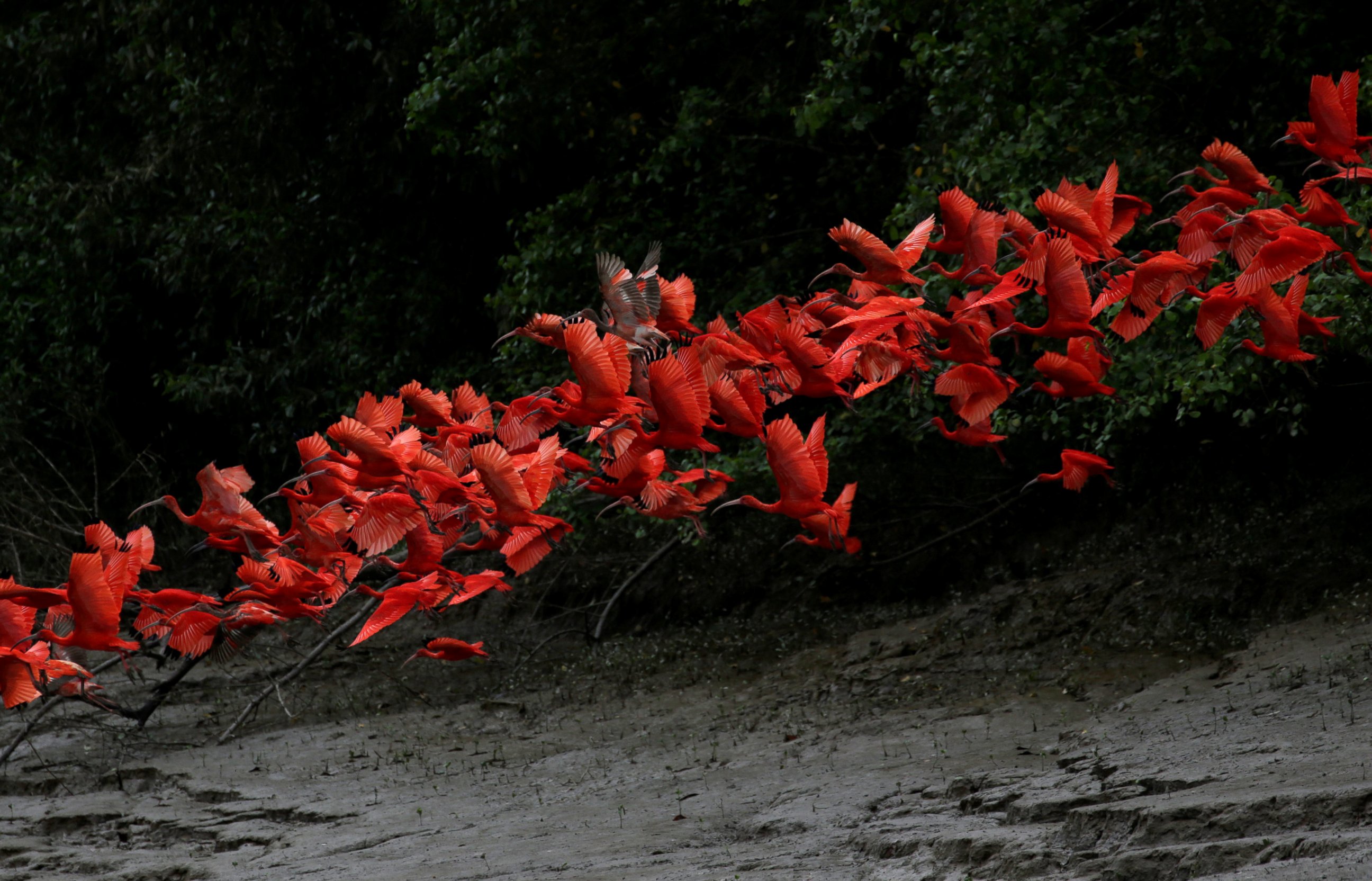 PHOTO: Scarlet ibis fly near the banks of a mangrove swamp located at the mouth of the Calcoene River on the coast of Amapa state, northern Brazil, April 6, 2017. 