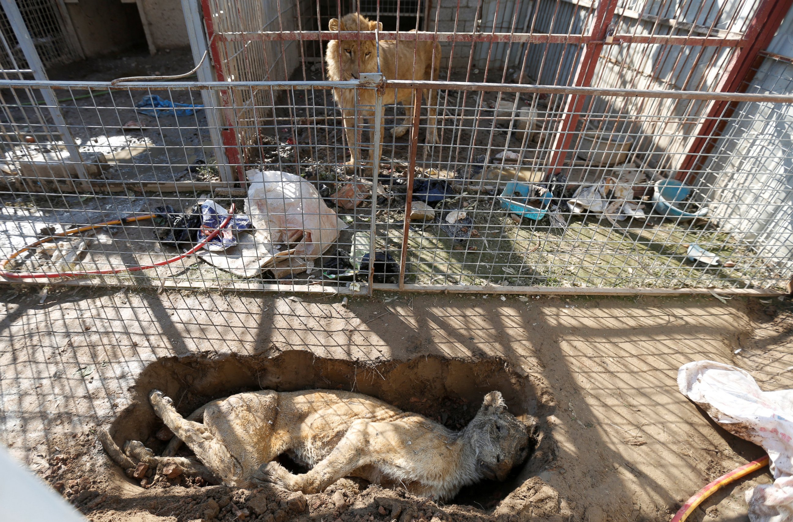 PHOTO: A lion in its cage looks at a dead lioness in a grave at Mosul's zoo, Iraq, Feb. 2, 2017.