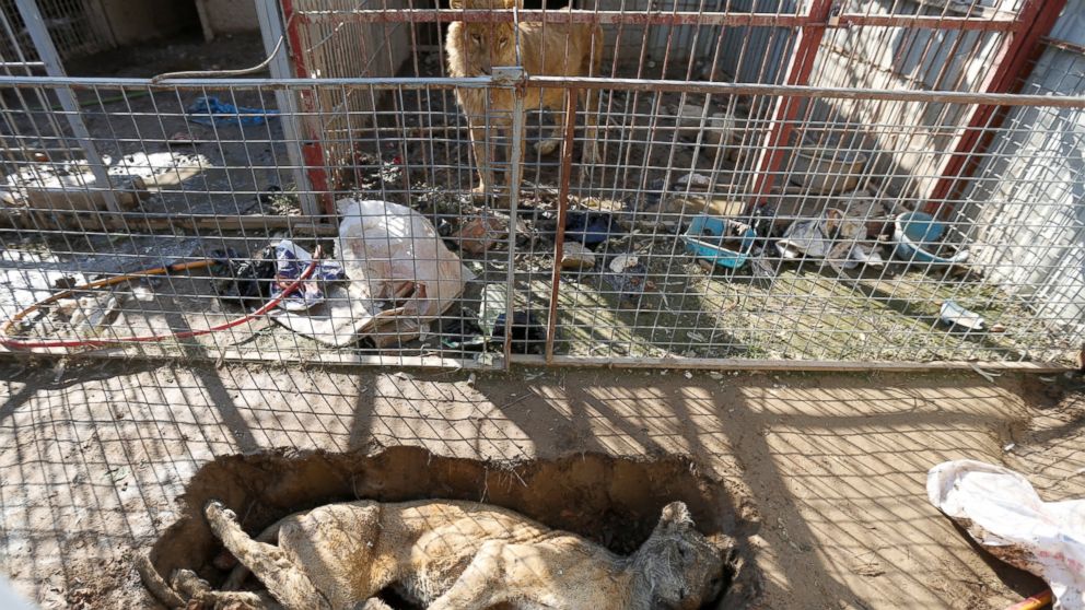 PHOTO: A lion in its cage looks at a dead lioness in a grave at Mosul's zoo, Iraq, Feb. 2, 2017.
