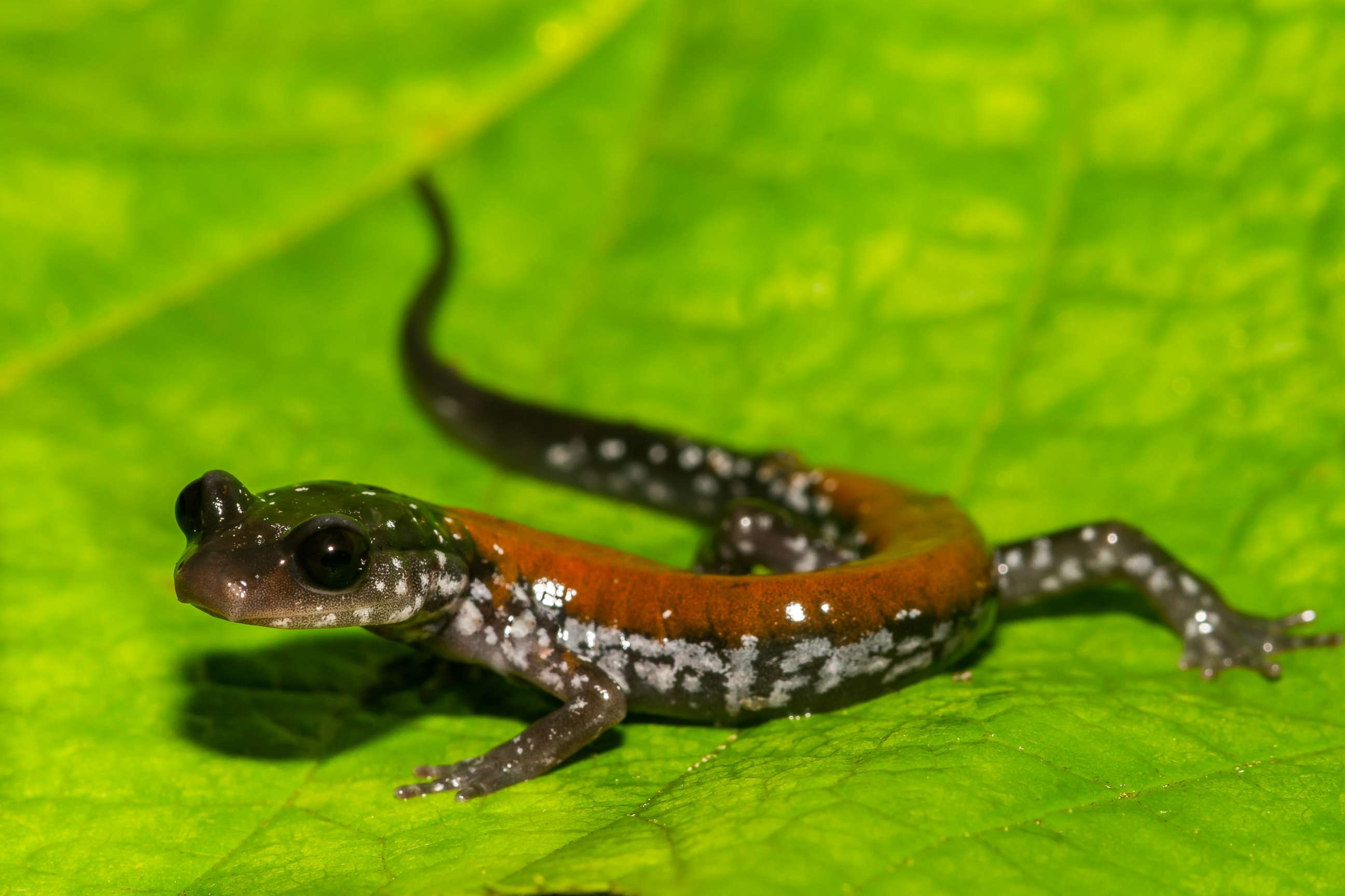 PHOTO: A close up of a Yonahlossee Salamander, a species of lungless salamander.