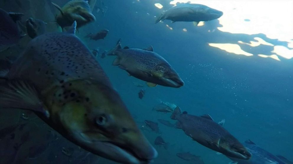 PHOTO: An organization is attempting to hunt down some of the hundreds of thousands of salmon that have escaped Norwegian breeding facilities this year. 