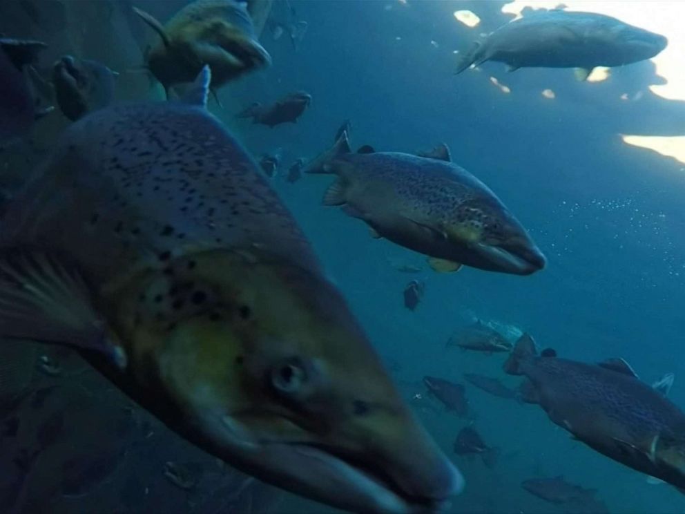 PHOTO: An organization is attempting to hunt down some of the hundreds of thousands of salmon that have escaped Norwegian breeding facilities this year.