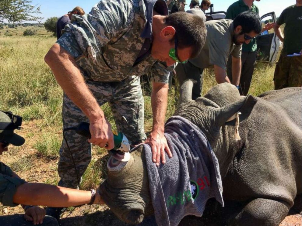 PHOTO: Veterinary staff remove a rhinoceros' horn and sand it down.