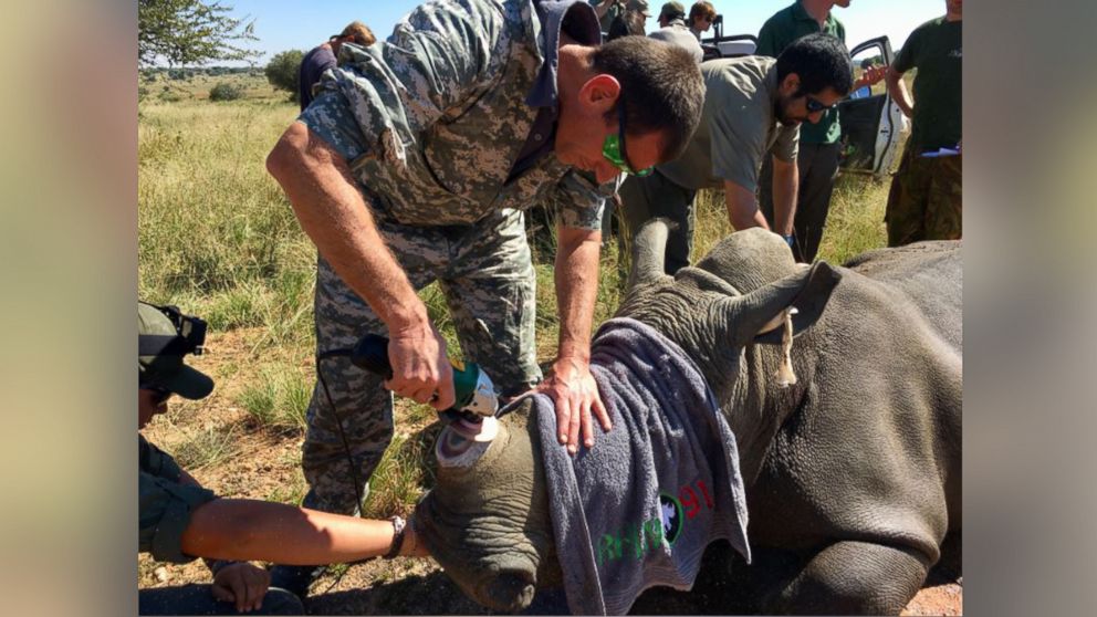 PHOTO: Veterinary staff remove a rhinoceros' horn and sand it down.