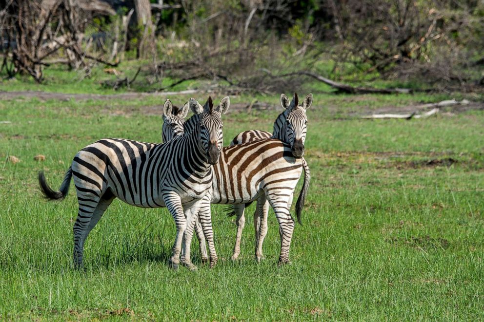 PHOTO: Zebras graze on land in Botswana, Dec. 15, 2019.